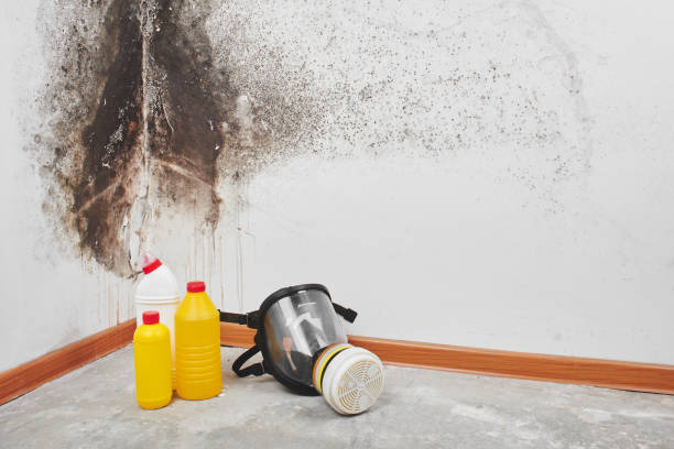 Best Local Mold Removal Service  in Swepsonville, NC