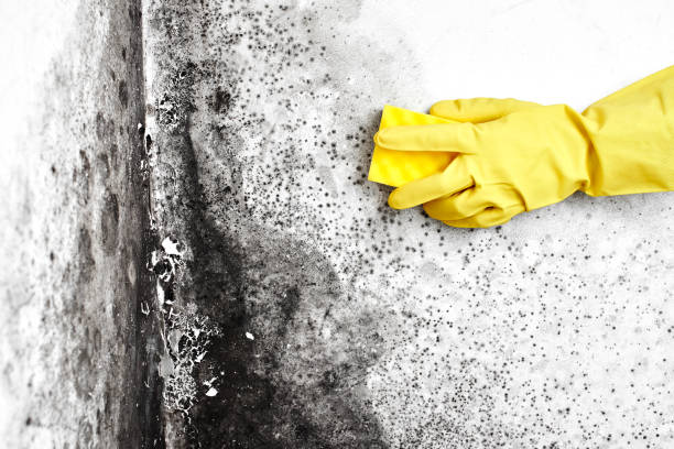 Best Attic Mold Removal  in Swepsonville, NC