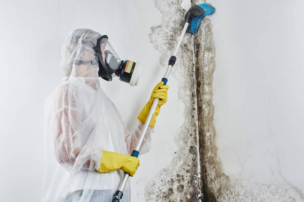 Best Professional Mold Removal  in Swepsonville, NC