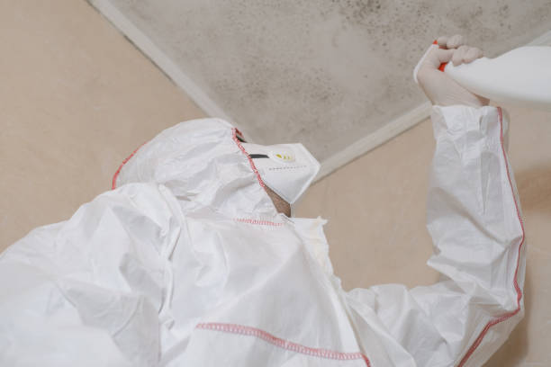 Best Mold Damage Repair  in Swepsonville, NC