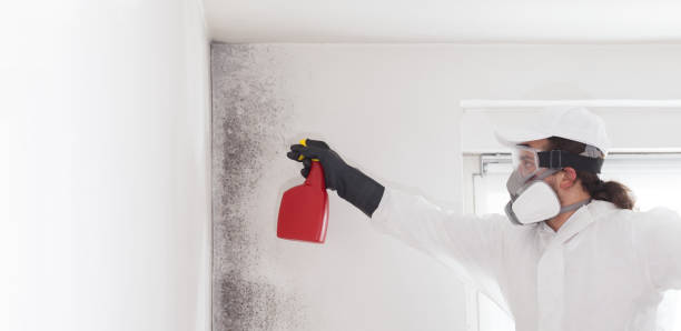 Best Toxic Mold Removal  in Swepsonville, NC