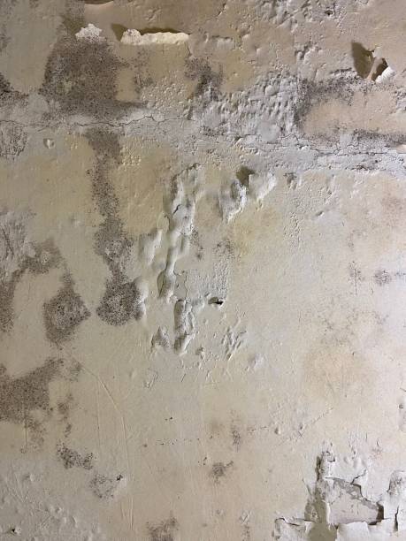 Professional Mold Removal in Swepsonville, NC