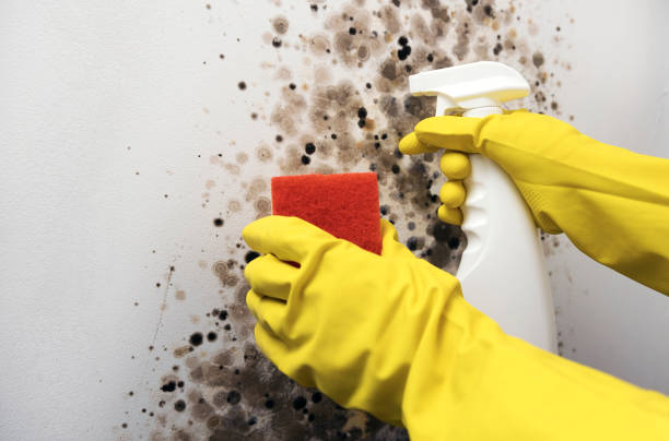 Attic Mold Removal in Swepsonville, NC