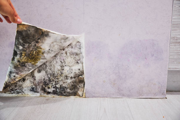 Best Certified Mold Removal  in Swepsonville, NC